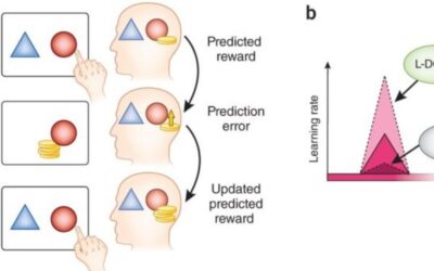 Part 1: Stabilizing the Foundations of Cognitive & Executive Regulation in Midlife
